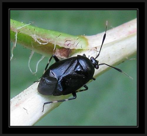 Deraeocoris rutilus